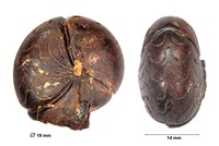 Cheiloceras septatum